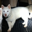 Rosie's male#2 AKC registered - a Siberian Husky puppy