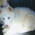 Rosie's female AKC registered - a Siberian Husky puppy