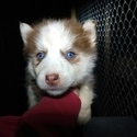 Jenna's female #1 ckc reg. - a Siberian Husky puppy