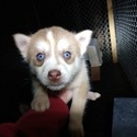 Jenna's female #2 ckc registered - a Siberian Husky puppy