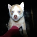 Jenna's female #3 CKC reg - a Siberian Husky puppy