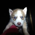 Jenna's male CKC registered - a Siberian Husky puppy