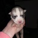 Kierra's male#1 ckc reg. - a Siberian Husky puppy