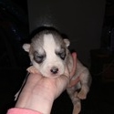 Kierra's male#2 ckc reg. - a Siberian Husky puppy