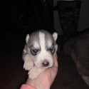 Kierra's male#4 ckc reg. - a Siberian Husky puppy