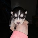 Kierra's male#5 - a Siberian Husky puppy