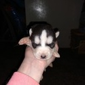 Kierra's male #7 - a Siberian Husky puppy