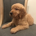 AKC Golden Retriever Puppies - a Golden Retriever puppy