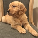 AKC Golden Retriever Puppies - a Golden Retriever puppy