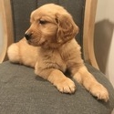 AKC Golden Retriever Puppies - a Golden Retriever puppy