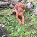 noah - a Vizsla puppy