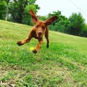 noah - a Vizsla puppy