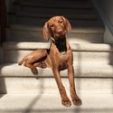 noah - a Vizsla puppy