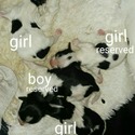 Dakota & Daisy - a Biewer puppy