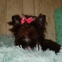 Aqua and Alfa - a Yorkshire Terrier puppy