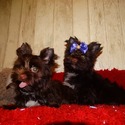 Aqua and Alfa - a Yorkshire Terrier puppy