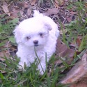 Pickle - a Maltese puppy