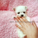 Pocket Teacup Maltese Puppies For Sale - Leo - a Maltese puppy