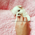 Pocket Teacup Maltese Puppies For Sale - Leo - a Maltese puppy