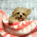Pocket Teacup Poodle Puppies For Sale - Cutie - a Poodle puppy