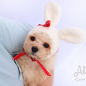 Pocket Teacup Poodle Puppies For Sale - Cutie - a Poodle puppy