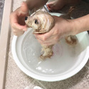 Pocket Teacup Poodle Puppies For Sale - Cutie - a Poodle puppy