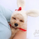 Pocket Teacup Poodle Puppies For Sale - Cutie - a Poodle puppy