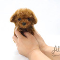 Pocket Teacup Poodle Puppies For Sale - Captain - a Poodle puppy