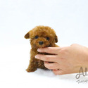 Pocket Teacup Poodle Puppies For Sale - Captain - a Poodle puppy