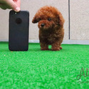 Pocket Teacup Poodle Puppies For Sale - Captain - a Poodle puppy