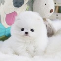 Teacup Pomeranian Puppies For Sale - Oliver - a Pomeranian puppy