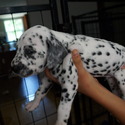 Dalmatian - a Dalmatian puppy