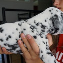 Dalmatian - a Dalmatian puppy