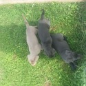 King - a Labrador Retriever puppy