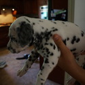 dalmatian - a Dalmatian puppy