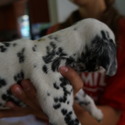 dalmatian - a Dalmatian puppy