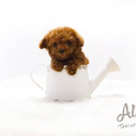 Teacup Poodle Puppies For Sale - Captain - a Poodle puppy