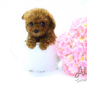 Teacup Poodle Puppies For Sale - Captain - a Poodle puppy