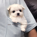 Teacup Maltese Puppies For Sale - Leo - a Maltese puppy