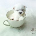 Teacup Maltese Puppies For Sale - Leo - a Maltese puppy