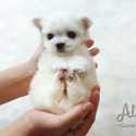 Teacup Maltese Puppies For Sale - Leo - a Maltese puppy