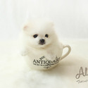 Teacup Pomeranian Puppies For Sale - Teddy - a Pomeranian puppy