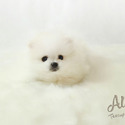 Teacup Pomeranian Puppies For Sale - Teddy - a Pomeranian puppy