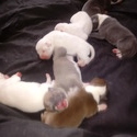 June Litter - a American Pit Bull Terrier puppy