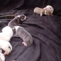 June Litter - a American Pit Bull Terrier puppy