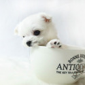 Mini Teacup Maltese Puppies For Sale - Leo - a Maltese puppy