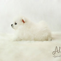 Mini Teacup Pomeranian Puppies For Sale - Teddy - a Pomeranian puppy