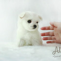 Leo -Teacup Maltese Puppies For Sale - a Maltese puppy
