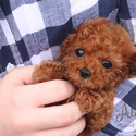 Captain - Teacup Poodle Puppies For Sale - a Poodle puppy