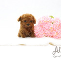Captain - Teacup Mini Size Poodle - a Poodle puppy